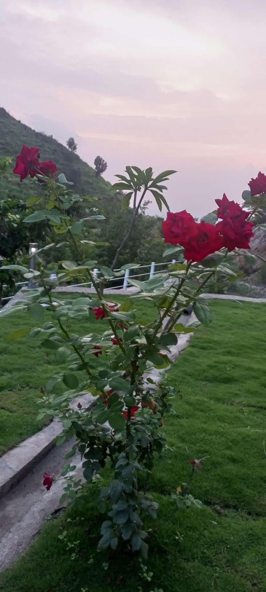 Red roses in bloom in the YULSA Farm House garden